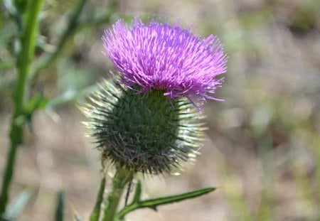 Scotch Thistle - nature, flower, scotch thistle, photography