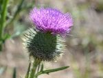 Scotch Thistle