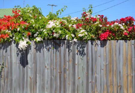 Bougainvillea over fence. - pretty, flowers, bougainvillea, photography