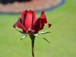 Red Rose Bud.