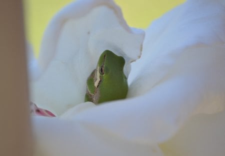 Tiny Little Frog - cute, nature, photography, frog