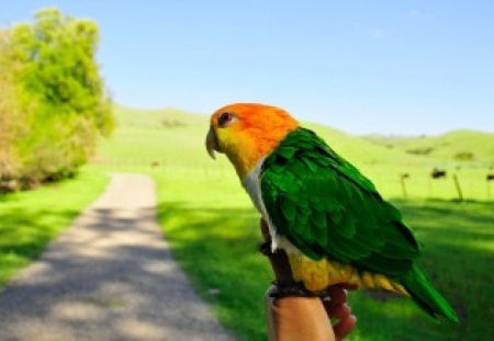 *** Colourful Parrot *** - ptaki, kolorowa, zwierzeta, papuga