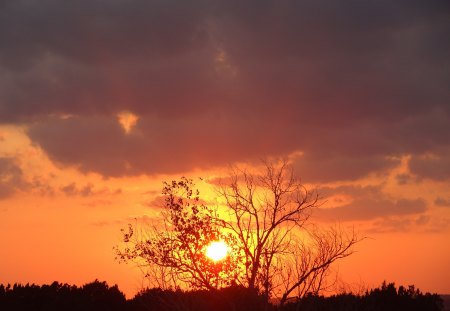 Sunset - sky, clouds, tree, sunset, sun