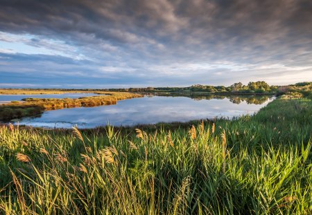 Beautiful Place - beautiful, grass, petite camargue, france, view, tree, nature, water, landscape, beauty, peaceful, lake, sky, reflection, clouds, lovely, splendor, trees, green