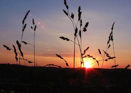 October Sky At Sunset - nature, sky, autumn, fall, weeds, october, sunset, grass