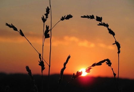 Red October Setting Sun - nature, sky, autumn, fall, red, sunset, grass