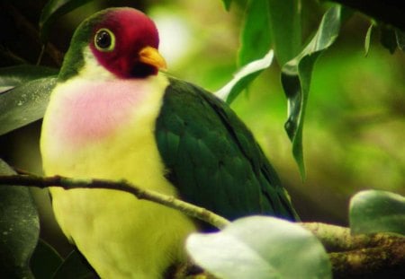 jambu fruit dove - bird, tree, dove, beautiful