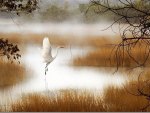 a dance of the Stork