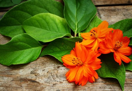 Beautiful Flowers - pretty, romantic, romance, leaves, flowers, orange flowers, for you, beautiful, photography, beauty, lovely, with love, still life, orange, sweet, petals, wooden, nature, green