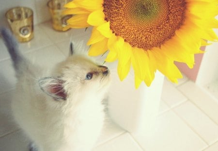 Sunflower is my weaknessâ™¥ - love, sunflower, cat, animals, kitten, bright, white, tiny, blue eyed, precious, forever, yellow, big, happiness, smelling, happy