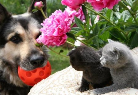 buddies - in a flower garden, dog with ball, cute, two kitties, buddies