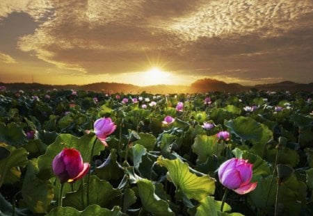 lotus sunset - beautiful, lovely flowers, leaves, lotus, field, nature, sunset, colorful, paradise, pink, water, flowers, spring, buds, sun, sky, pond, sunrays, splendor, colors, sunrise, sunshine