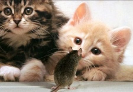 kittens and mouse - mouse, pets, animals, kittens