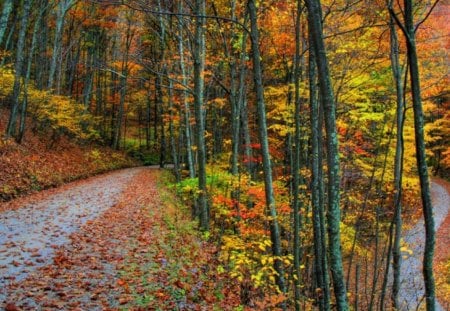 Autumn Road. - makes, of, colors, the