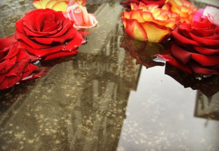 ♥     Floating Roses     ♥ - flowers, roses, water, floating, nature, rose