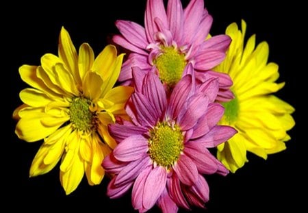 DAISY MIXTE - jaune, parfum, fleurs, rose