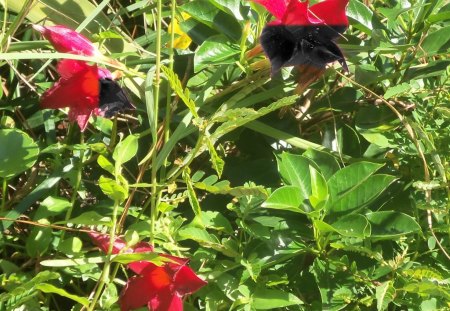 flowers - bower, flowers, camera, dalton