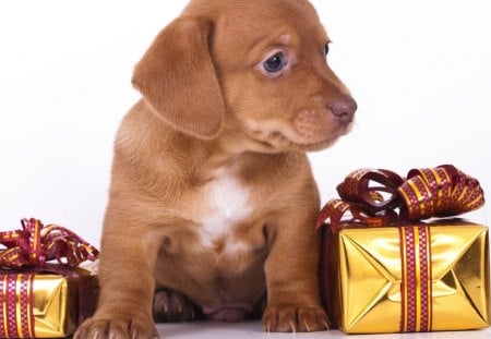 A VERY PUPPY CHRISTMAS - ribbons, dachshund, dogs, pets, gifts, christmas, puppies, gold