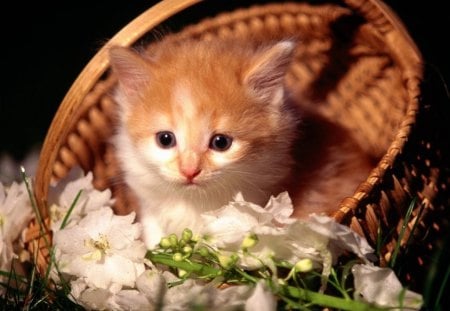 BASKET OF FLUFF 2 - flowers, pets, wicker, kittens, babies, cuties, baskets, kitties