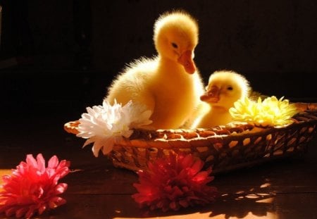 BASKET OF FLUFF 1 - ducklings, ducks, baskets, flowers, babies