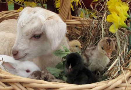 A BUNDLE OF LOVE - sheep, bunnies, baskets, farm animals, flowers, lambs, chicks, rodents, wicker, rabbits, birds