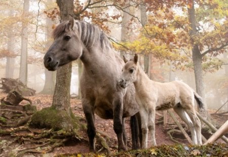 IN THE AUTUMN SHADE - horses, autumn, fall, forests, seasons, foals, moms and kids