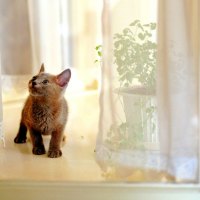 KITTY