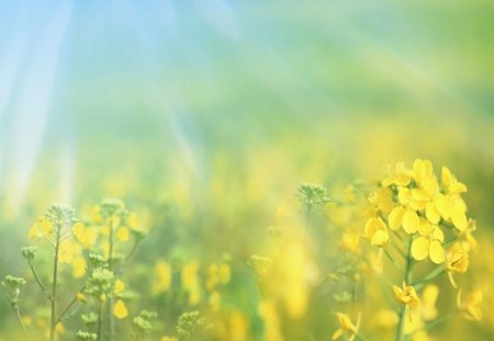 Rays of sun - nature, rays, yellow, floral, sun, flowers