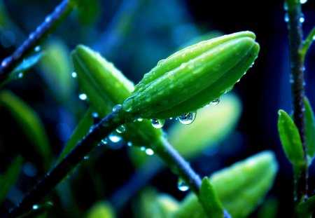 FLOWER BUDS - flowers, dew, rain, beautiful