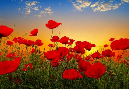 PRETTY POPPIES - red, sky, poppies, light, flowers, grass