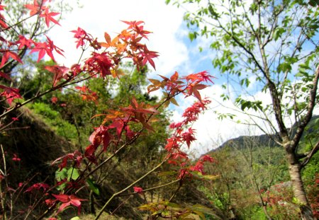 Beautiful Maple Leaves - maple leaves, tree, mountain, beautiful