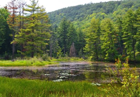 Forest pond - nice, lake, mountain, trees, peaceful, greenery, water, lovely, calm, nature, forest, reflection, beautiful, green, grass, pond