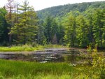 Forest pond