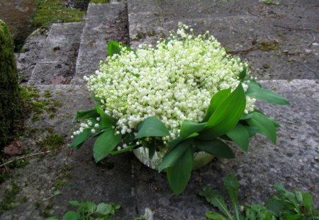 beautiful bouquet - fragrance, white, bouquet, lily of the valley