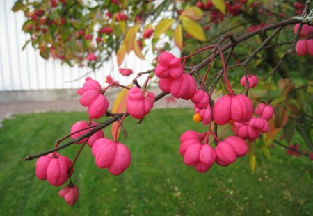 Spindle tree - grass, spindle-tree, red, garden