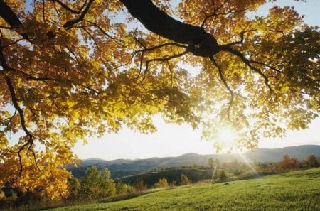 Autumn Sunrise - nature, autumn, yellow, tree, sunrise