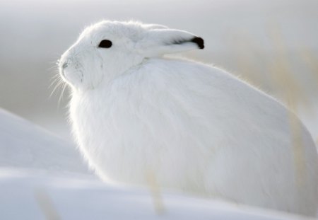 *** Beautiful white rabbit *** - ladowe, krolik, bialy, zwierzeta