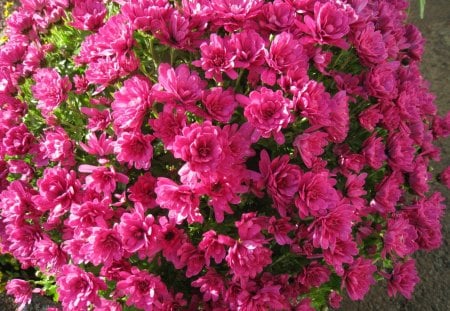 Chrysanthemum - flowers, garden, chrysanthemum, pink