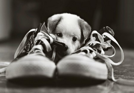 Dog - sneakers, photo, dog, photography