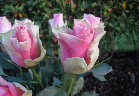 Roses - green, graveyard, roses, pink