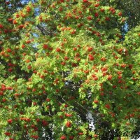 Tree at the park