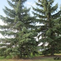 Spruce tree at the park