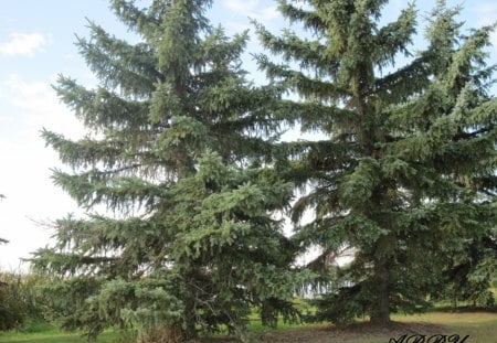 Spruce tree at the park - green, tree, grass, blue