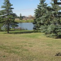 Green Spruce trees at the park