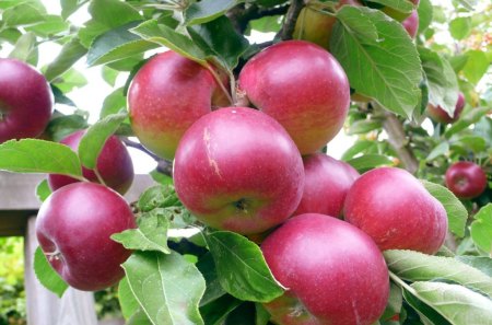 *** Apples on a tree *** - jablka, drzewa, owocowe, natura