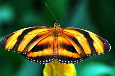 *** Beautiful butterfy*** - motyl, kolorowy, zwierzeta, owady