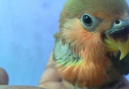 Baby Lovebird's stare - stare, baby, bird, eyes