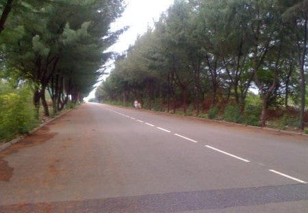 Through The Forest - sky, forest, trees, road