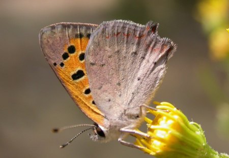 BORBOLETA - inseto, fauna, animal, natureza, flor, flora