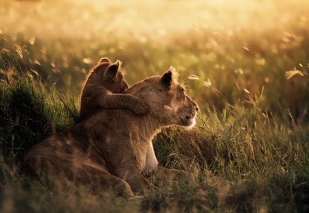 *My Mom and I on the meadow * - zwierzeta, lwiatko, lwica, ladowe